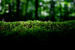 lumière du soleil sur tapis de mousse verte dans forêt