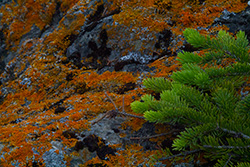 moss and lichen on rock with a fir tree brach