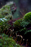 sphagnum and moss in forest