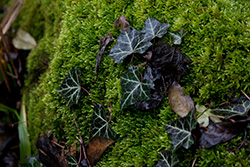 mousse végétale et feuilles sur une roche