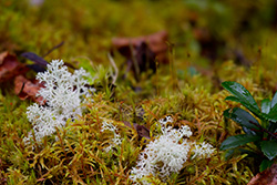 moss, lichen and fungus on wet ground