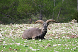 mouflon assis dans herbe avec des peirres