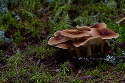 champignons en forêt sur de la mousse