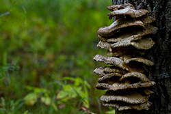 mushrooms on tree trunk in forest