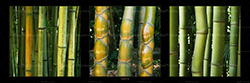 panorama_bamboos_003