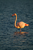 pink flamingo on one leg in water