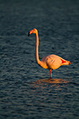 pink flamingo looking while standing in pond