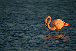 South of France flamingo in pond