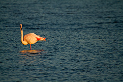pink flamingo looking in water with waves