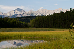 Mont Colin en réflexion dans eau de marais dans parc national de Jasper en Alberta