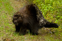 porcupine bristling stiff guard hairs