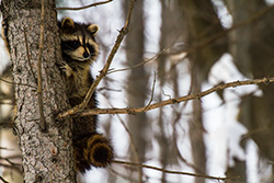 raccoon hugging tree and climbing on trunk