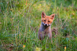 red_fox_cub_001