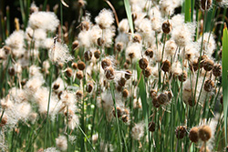 Dwarf Cattail reeds in pond, Typha Minima