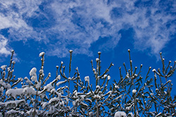 snow-capped trees with sky and clouds in winter