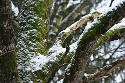 snow and moss covering tree trunk and branches