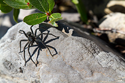 black spider on rocks in Alberta