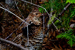 Western Capercaillie among branches and leaves