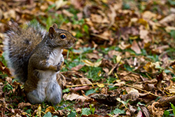 squirrel standing among leaves in Autumn
