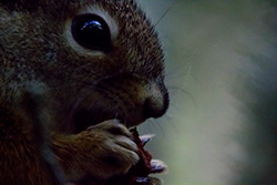 squirrel eating pine cone close up