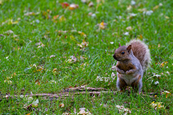 squirrel standing on grass with Autumn leaves