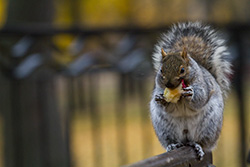 squirrel holding apple on bench on blurry background with Autumn colors