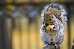 squirrel eating apple on bench on blurry background with Autumn colors