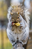 écureuil en train de manger trognon de pomme