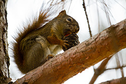 écureui mange une pigne de pin sur une branche