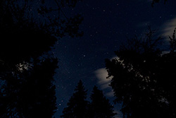 stars above spruce trees top, forest at night