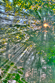 Sunbeams through tree branches and leaves HDR