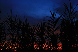 red sky at sunset through reed silhouettes