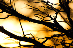 silhouettes de branches sur fond de coucher de soleil
