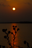 sunset in Camargue pond with thistle silhouettes