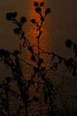 silhouette de plantes ddevant eau avec reflets de coucher de soleil