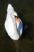 white swan in Lake Leman in Geneva