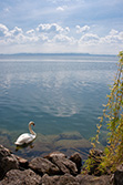 swan in Lake Neuchâtel with willow tree and Sun reflection