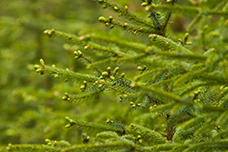branches of green fir tree in forest