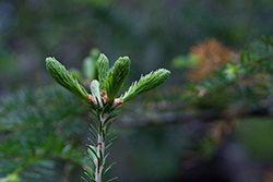 fir tree branch in forest