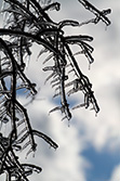 branches couvertes de glace en hiver