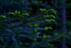 fir tree branches in forest