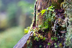 tree trunk with moss and leaves