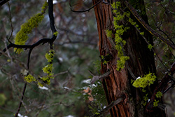 mousse et champignons sur arbre, écorce de cèdre dans parc Yosemite