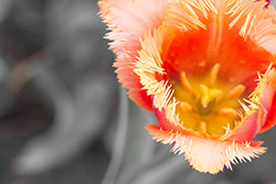 tulips_001