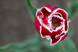 tulips_004