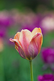 tulips_006