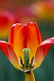 tulips_008