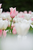 tulips_016