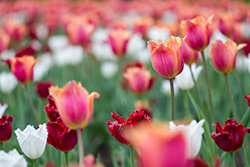 tulips_017