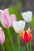 tulips_019